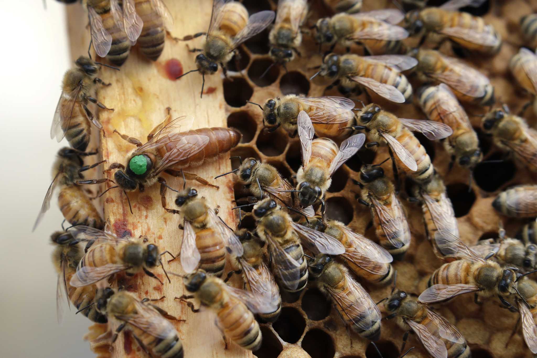 US honeybees are doing better after bad year, survey reveals